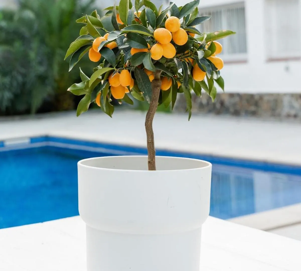 Mimosa Dorada Villa Puigventos