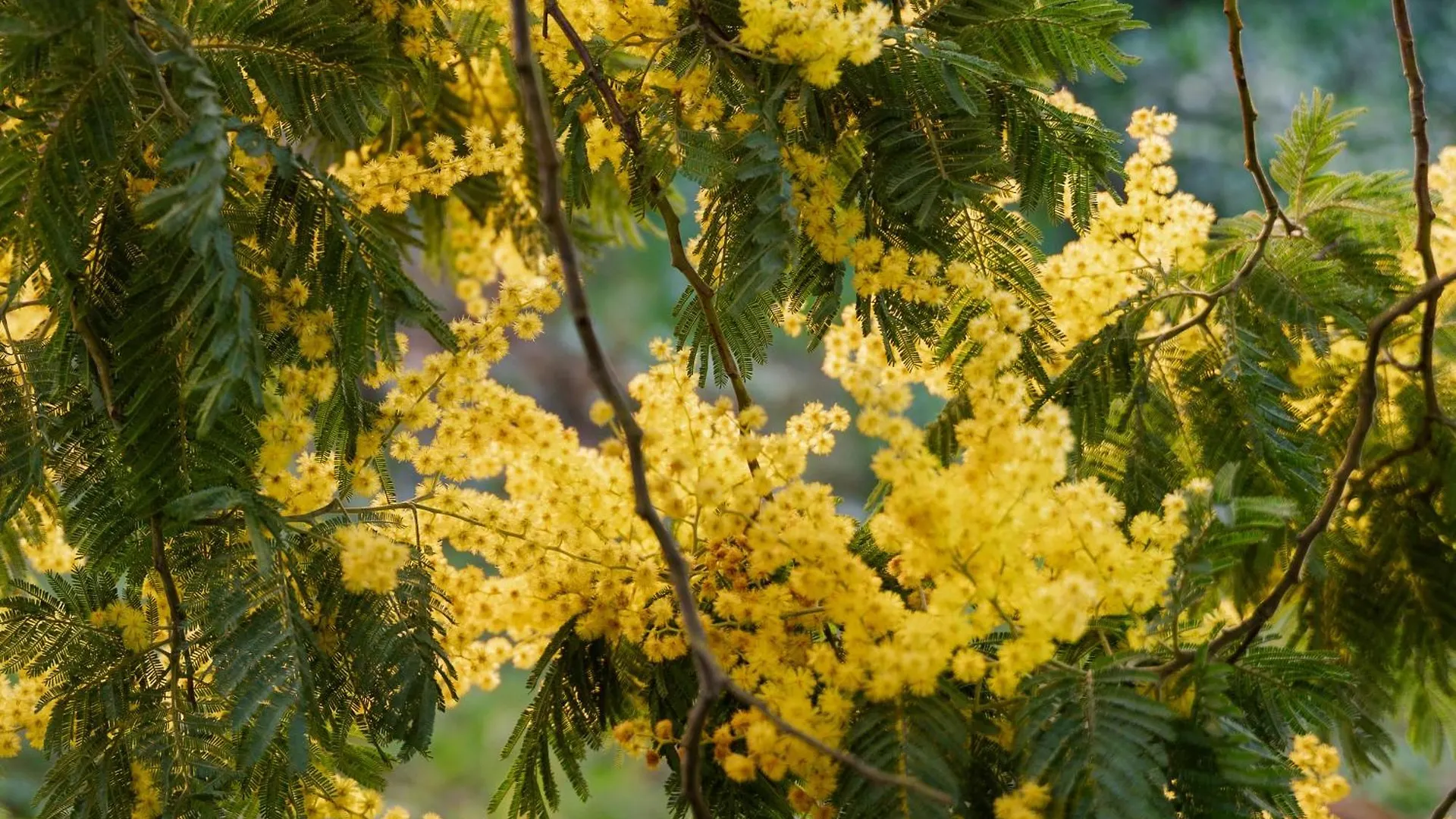Mimosa Dorada Villa Puigventos İspanya